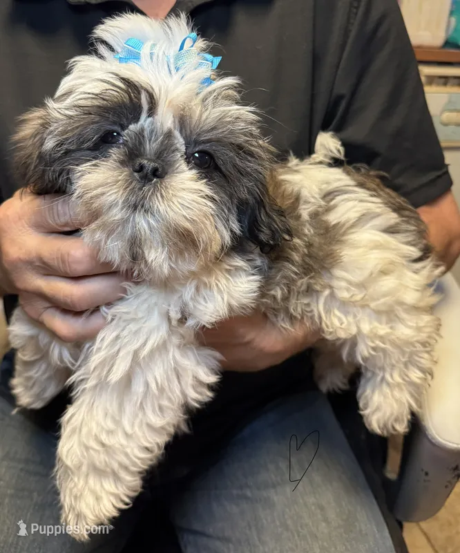 Happy 😃  – Shih Tzu puppy for sale in Laurel, DE