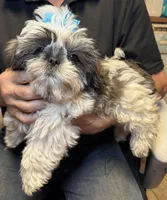 Happy 😃 , a male Shih Tzu for sale in Laurel, DE – 1 of 5