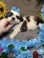 Sushi, a male Shih Tzu for sale in Laurel, DE – Photo 5 of 7