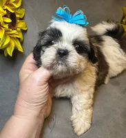 Sushi, a male Shih Tzu for sale in Laurel, DE – Photo 4 of 7