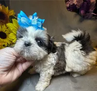 Sushi, a male Shih Tzu for sale in Laurel, DE – Photo 3 of 7