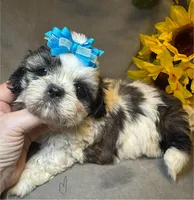 Sushi, a male Shih Tzu for sale in Laurel, DE – Photo 1 of 7