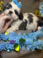 Sushi, a male Shih Tzu for sale in Laurel, DE – Photo 6 of 7