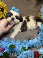 Sushi, a male Shih Tzu for sale in Laurel, DE – Photo 7 of 7