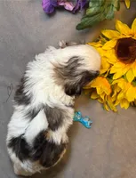 Sushi, a male Shih Tzu for sale in Laurel, DE – Photo 2 of 7