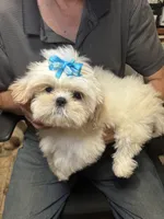 Ice Cube🧊, a male Shih Tzu for sale in Laurel, DE – 4 of 4
