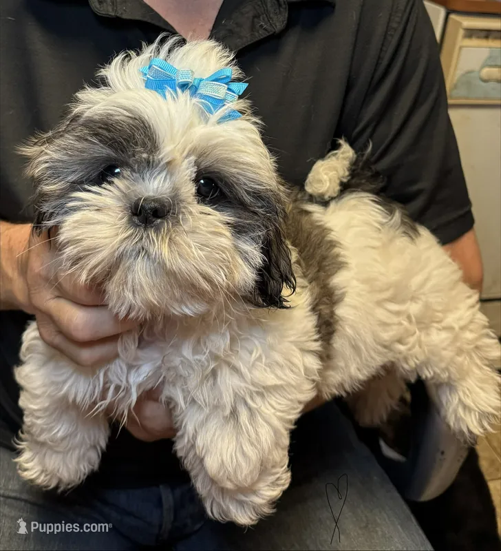 Sushi 🍱  – Shih Tzu puppy for sale in Laurel, DE