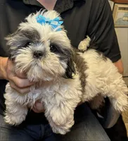 Sushi 🍱 , a male Shih Tzu for sale in Laurel, DE – 1 of 7