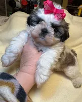 Lil’ CiCi, a female Shih Tzu for sale in Laurel, DE – Photo 5 of 6