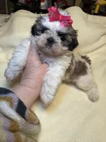 Lil’ CiCi, a female Shih Tzu for sale in Laurel, DE – Photo 6 of 6