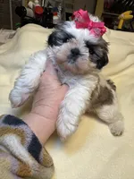 Lil’ CiCi, a female Shih Tzu for sale in Laurel, DE – Photo 4 of 6