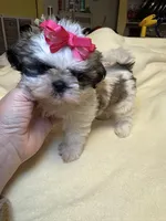 Lil’ CiCi, a female Shih Tzu for sale in Laurel, DE – Photo 3 of 6