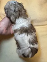 Lil’ CiCi, a female Shih Tzu for sale in Laurel, DE – Photo 2 of 6