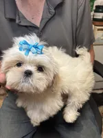 Ice Cube🧊, a male Shih Tzu for sale in Laurel, DE – 3 of 4
