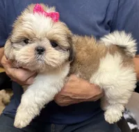 Lucie, a female Shih Tzu for sale in Laurel, DE – 1 of 3