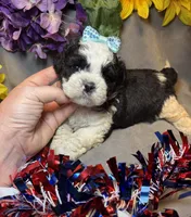 Charlie, a male Shihpoo for sale in Laurel, DE – 3 of 5