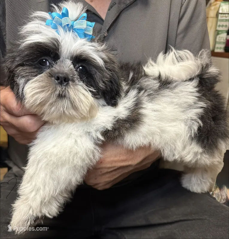 Lil’ Buddy 😍 – Shih Tzu puppy for sale in Laurel, DE