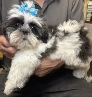 Lil’ Buddy 😍, a male Shih Tzu for sale in Laurel, DE – 1 of 4