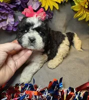 Daisy , a female Shihpoo for sale in Laurel, DE – 4 of 4
