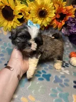 Ace, a male Shih Tzu for sale in Laurel, DE – 4 of 6