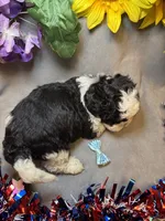 Charlie, a male Shihpoo for sale in Laurel, DE – 2 of 5
