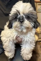 Happy 😃 , a male Shih Tzu for sale in Laurel, DE – 4 of 5