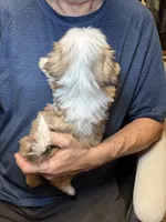 Sophie🌸 , a female Shih Tzu for sale in Laurel, DE – 2 of 6