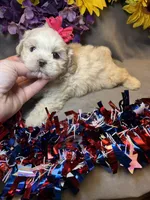 Cream Puff, a female Shihpoo for sale in Laurel, DE – 4 of 4