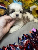 Donatello, a male Shih Tzu for sale in Laurel, DE – 4 of 4