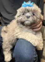 Pumpkin Spice, a male Shih Tzu for sale in Laurel, DE – 2 of 4