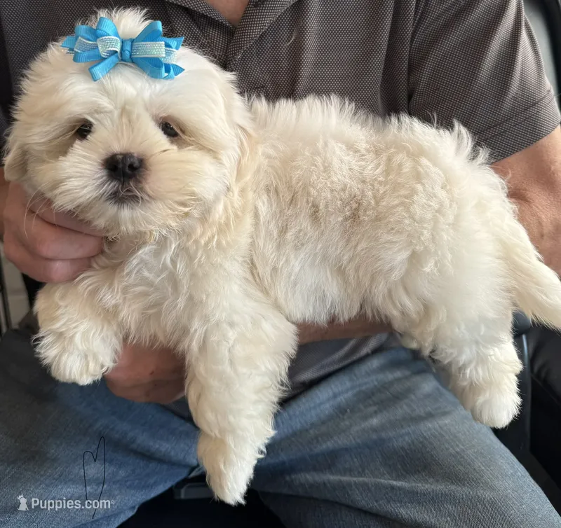 Coconut Creme🥥 – Shih Tzu puppy for sale in Laurel, DE