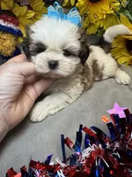 Donatello, a male Shih Tzu for sale in Laurel, DE – 3 of 4