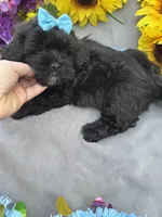 Bear 🐻, a male Shihpoo for sale in Laurel, DE – Photo 5 of 5