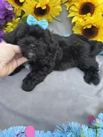 Bear 🐻, a male Shihpoo for sale in Laurel, DE – Photo 3 of 5