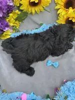 Bear 🐻, a male Shihpoo for sale in Laurel, DE – Photo 2 of 5