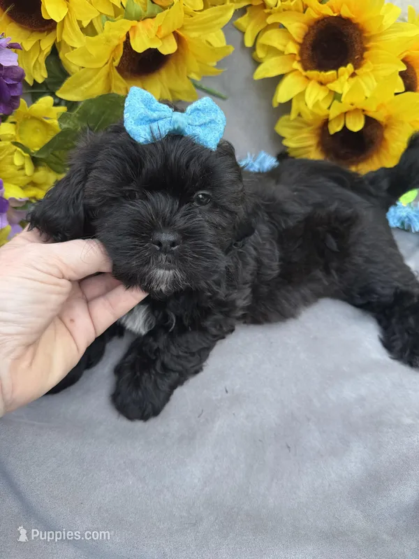 Bear 🐻 – Shihpoo puppy for sale in Laurel, DE