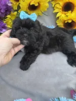 Bear 🐻, a male Shihpoo for sale in Laurel, DE – Photo 4 of 5