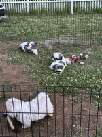 Pearl 🦪, a male Shih Tzu for sale in Laurel, DE – 6 of 8