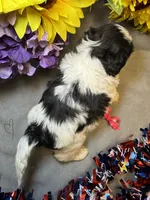 Karma , a female Shihpoo for sale in Laurel, DE – 2 of 3