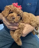 Rosey🌹, a female Poodle - Toy  for sale in Laurel, DE – 5 of 5