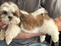Charmer🍀, a male Shih Tzu for sale in Laurel, DE – 4 of 5