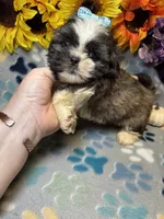 Ace, a male Shih Tzu for sale in Laurel, DE – 5 of 6