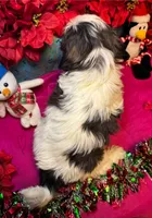 Panda (Registered), a female Shih Tzu for sale in Laurel, DE – Photo 2 of 10