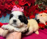 Panda (Registered), a female Shih Tzu for sale in Laurel, DE – Photo 8 of 10