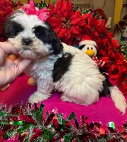 Panda (Registered), a female Shih Tzu for sale in Laurel, DE – Photo 6 of 10