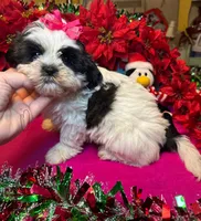 Panda (Registered), a female Shih Tzu for sale in Laurel, DE – Photo 5 of 10