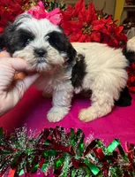 Panda (Registered), a female Shih Tzu for sale in Laurel, DE – Photo 3 of 10