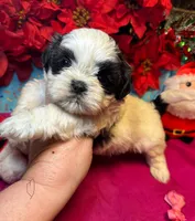 Panda (Registered), a female Shih Tzu for sale in Laurel, DE – Photo 10 of 10