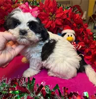 Panda (Registered), a female Shih Tzu for sale in Laurel, DE – Photo 4 of 10