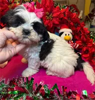 Panda (Registered), a female Shih Tzu for sale in Laurel, DE – Photo 1 of 10